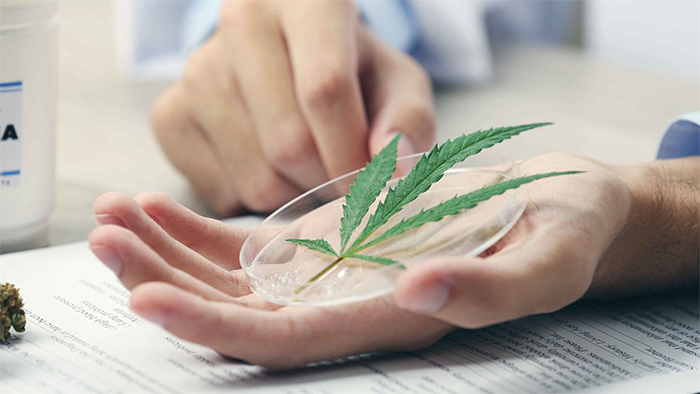 kosmetyki z dodatkiem konopi