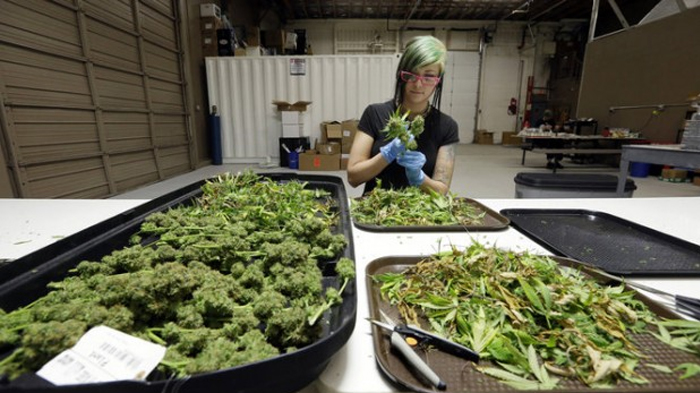 testowanie marihuany