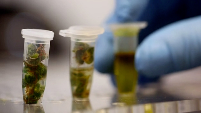 testy laboratoryjne na konopiach