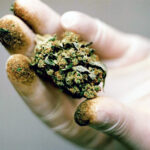 zawod tester marihuany