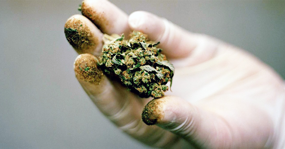 zawod tester marihuany