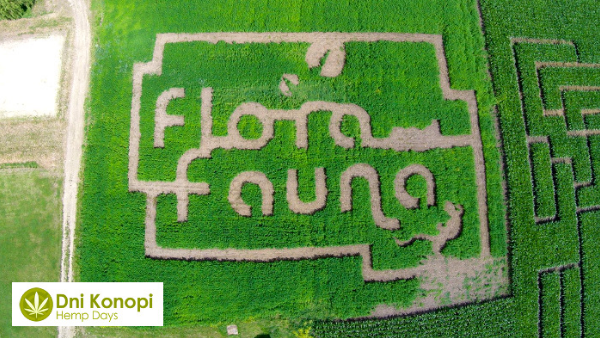 dni_konopi3