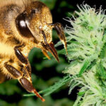 Pszczoły robiące konopny miód