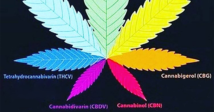 aktywne składniki konopi