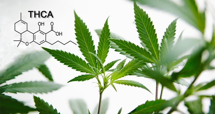 THC THCA