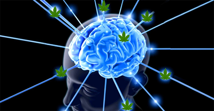 THC a mózg