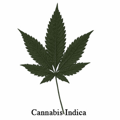 Cannabis Indica - Liść