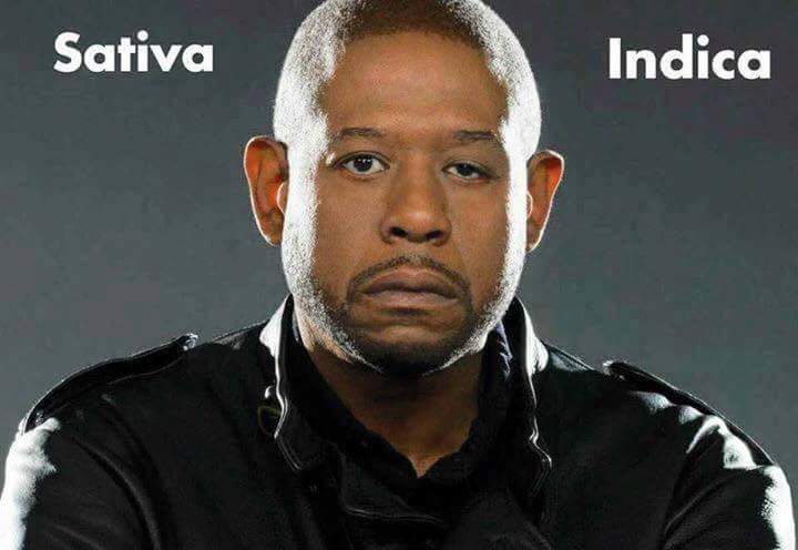 Forest Whitaker sativa indica weedmemes