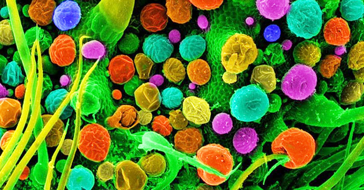 konopie pod mikroskopem