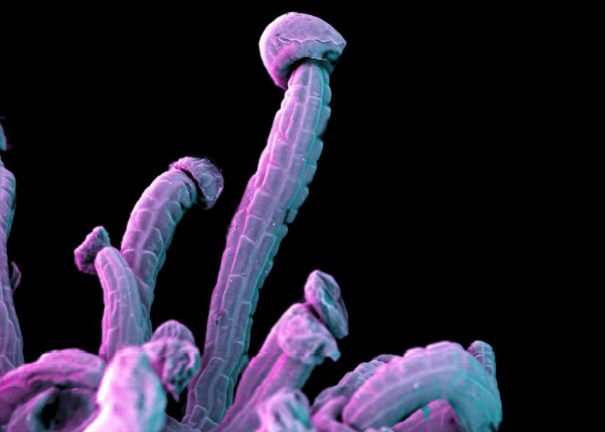 włoski gruczołowe kwiatu konopi (0.5 mm)