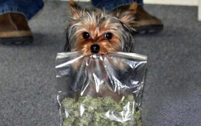 uprawa marihuany a psy