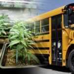 nietypowe miejsca plantacji konopi