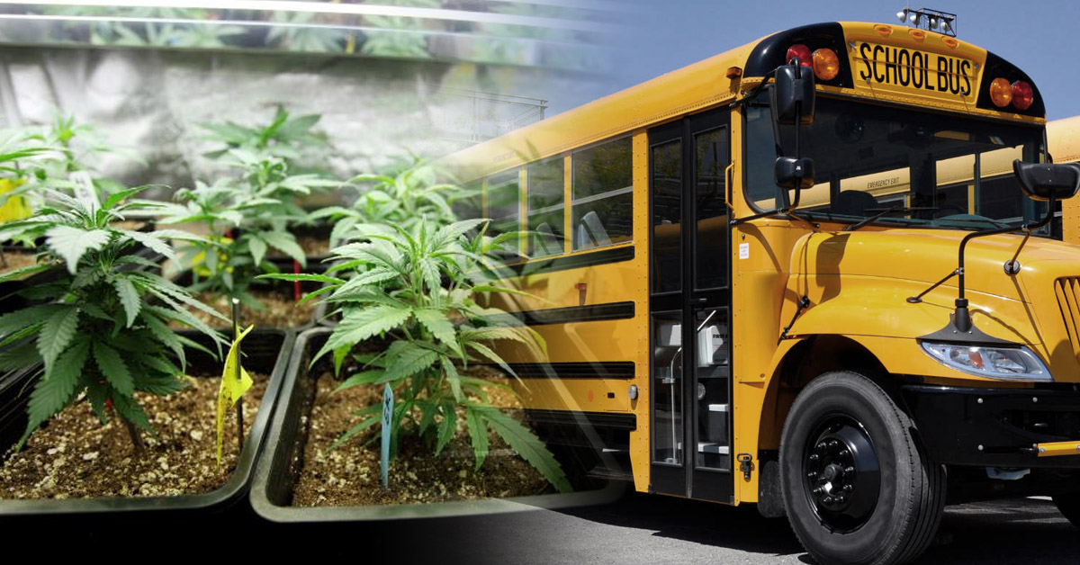 nietypowe miejsca plantacji konopi