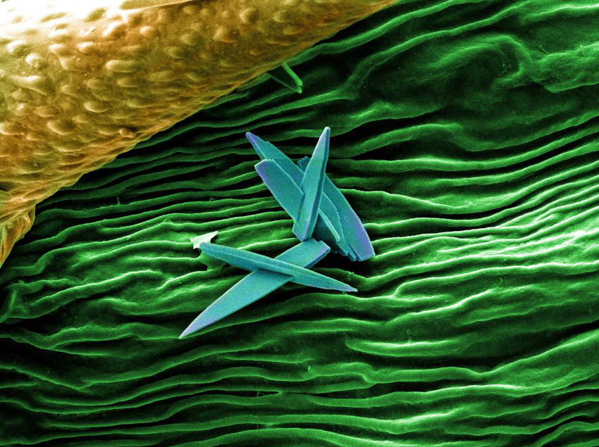 pąk kwiatu konopi pod mikroskopem