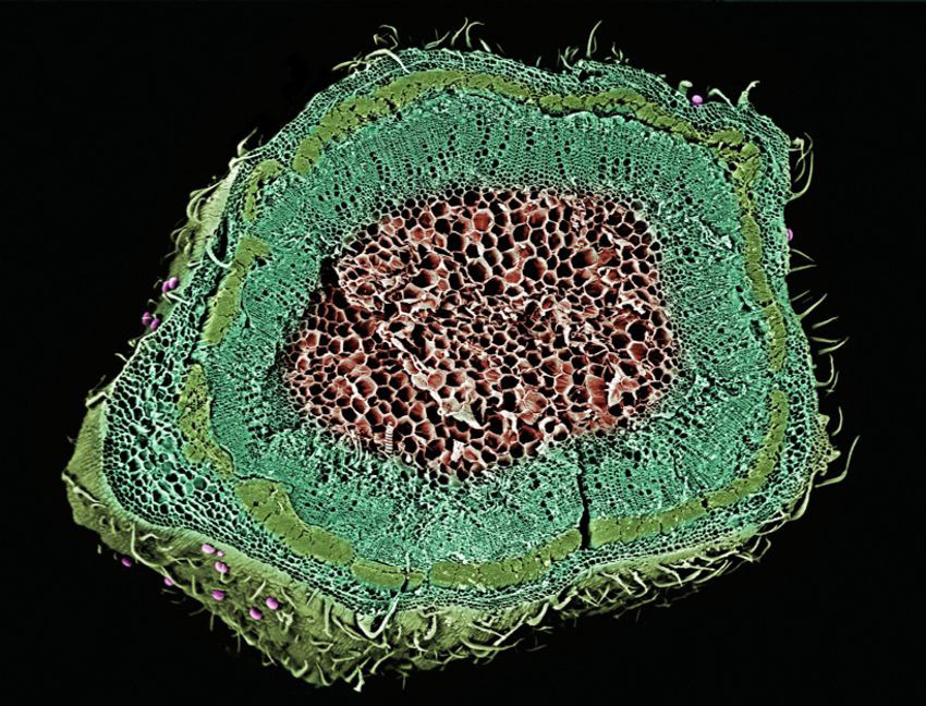 przekrój łodygi konopi pod mikroskopem