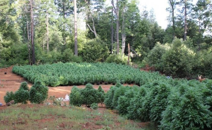 uprawa konopi przy drodze