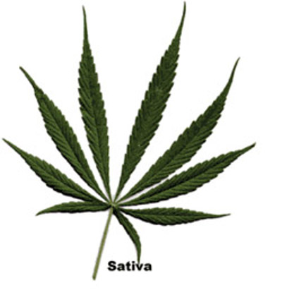 Cannabis Sativa Liść