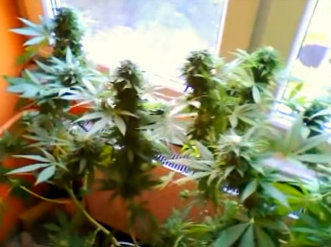 Nielegalna uprawa konopi