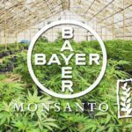 Bayer przejął Monsanto