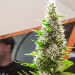 Cultiva Hanfmesse 2016. Targi konopne w stolicy Austrii, Wiedniu [Fotorelacja]