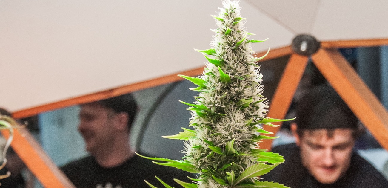 Cultiva Hanfmesse 2016. Targi konopne w stolicy Austrii, Wiedniu [Fotorelacja]