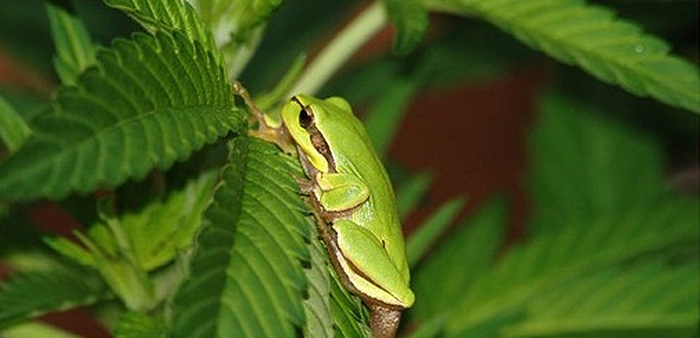 testy konopi na kijankach