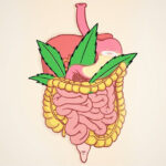 marihuana medyczna układ trawienny