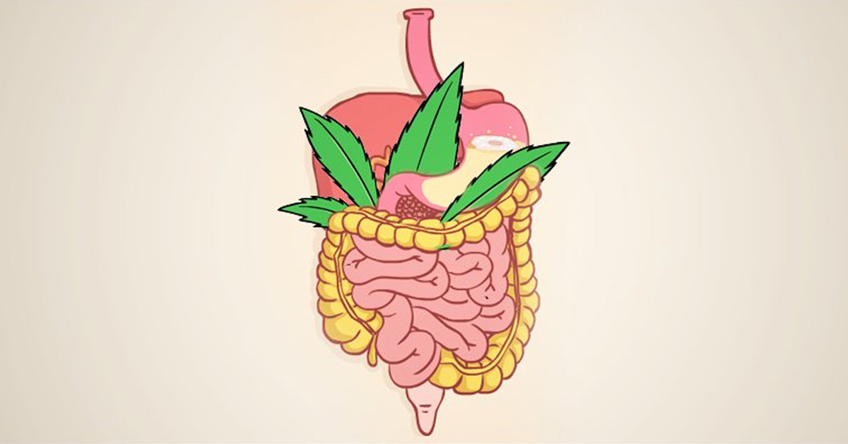 marihuana medyczna układ trawienny
