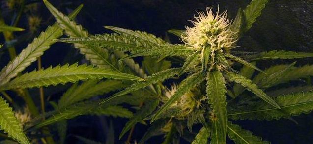 Medyczna marihuana w Polsce wyłącznie na receptę