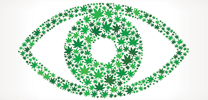 kannabinoidy a choroby oczu