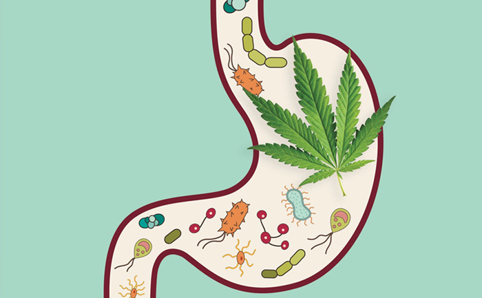 marihuana lekiem na zapalenie jelit