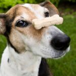 Ciasteczka z CBD dla psów nowym hitem w USA?