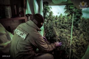 Hodowla marihuany w piwnicy