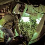 Hodowla marihuany w piwnicy