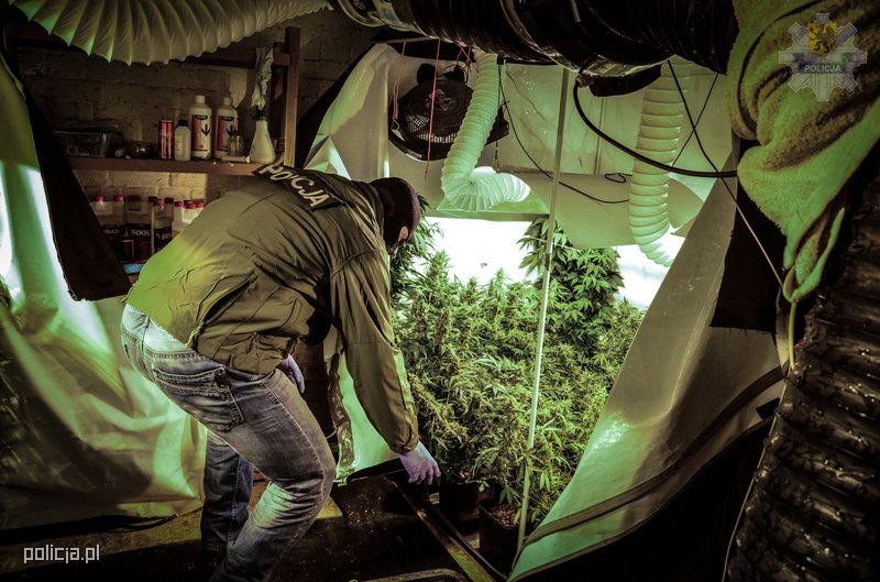 Hodowla marihuany w piwnicy