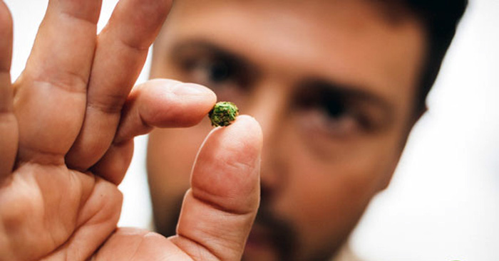 mikrodawkowanie marihuana