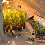 Plantacja marihuany w Lubiczu