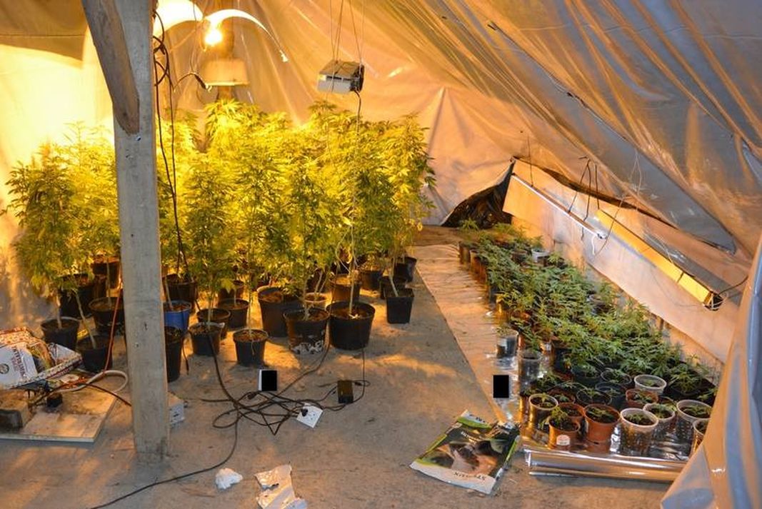 Plantacja marihuany w Lubiczu