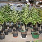 Plantacja marihuany w Lubiczu