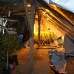 Plantacja marihuany w Lubiczu