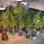 Plantacja marihuany w Lubiczu