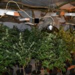 Plantacja marihuany w Lubiczu