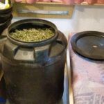 Najbardziej profesjonalna uprawa haszyszu w Polsce