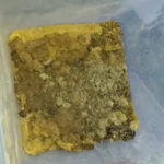 Najbardziej profesjonalna uprawa haszyszu w Polsce