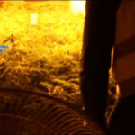 Przemyt marihuany w warzywach