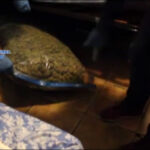 Przemyt marihuany w warzywach