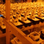 Przemyt marihuany w warzywach