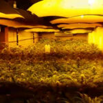 Przemyt marihuany w warzywach