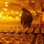 Przemyt marihuany w warzywach