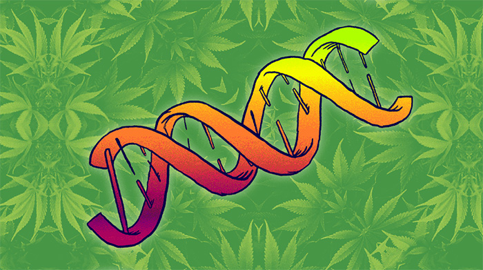 wplyw genow na efekty marihuany